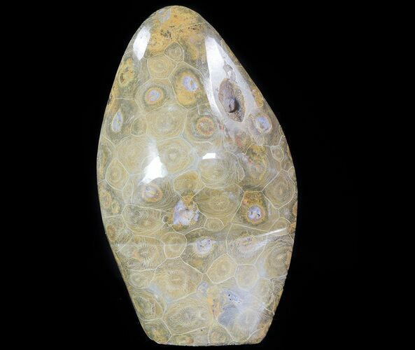 Polished Fossil Coral (Actinocyathus) - Free-Standing #69368